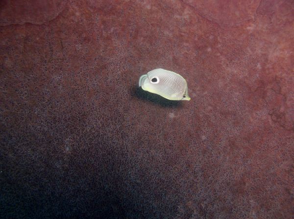 Poisson papillon Kat Zie Foureye butteflyfish Chaetodon capistratus